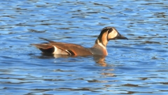 DSCN7870：トモエガモ（オス）