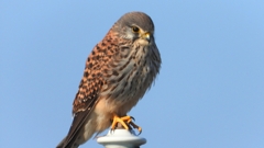 DSCN6570：チョウゲンボウ