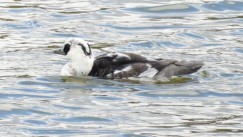 DSCN0408：ミコアイサ