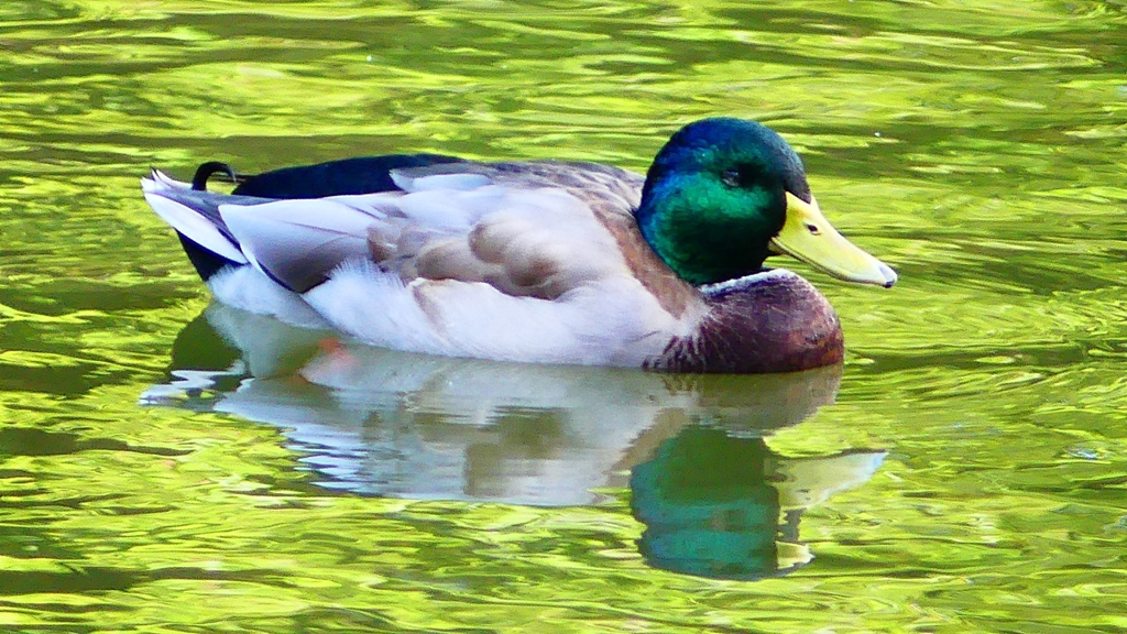 P2330728：マガモ