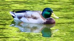 P2330728：マガモ