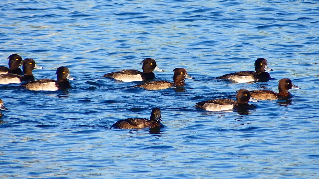 P2380109：キンクロハジロ