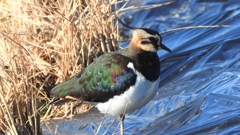 DSCN6640：タゲリ