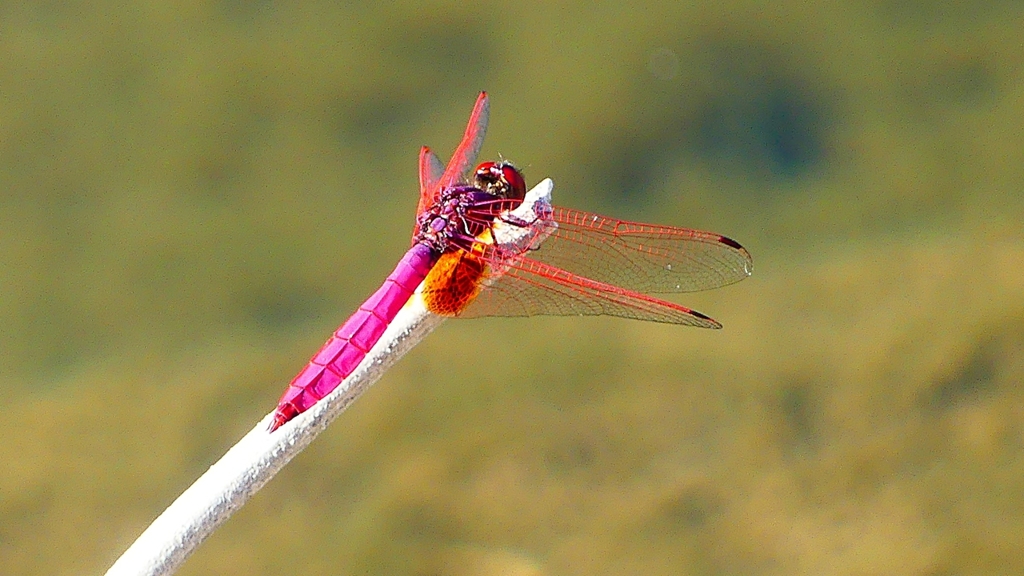 P2270129：ベニトンボ（オス）