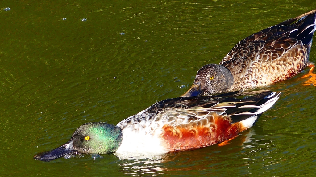 P2360057：ハシビロガモ