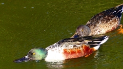 P2360057：ハシビロガモ