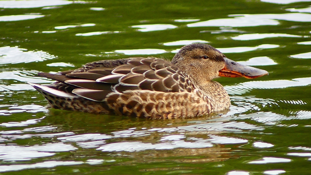 P2330751：ハシビロガモ