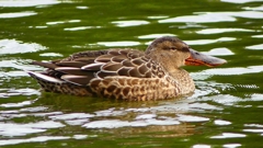 P2330751：ハシビロガモ