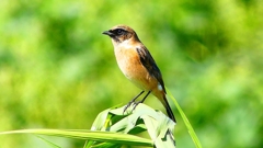 P2300170：ノビタキ