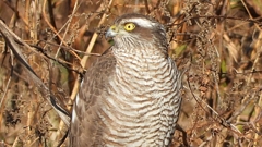 DSCN5489：ハイタカ