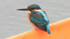 DSCN3365：カワセミ（オス）