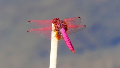 P2270166:ベニトンボ(オス) P2270166:ベニトンボ(オス)