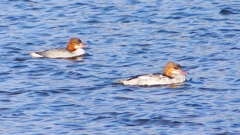 P2390003カワアイサ