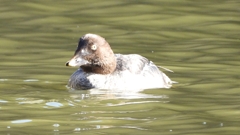 DSCN2314：ホオジロガモ（メス）