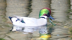 P2390608：ヨシガモ（オス）