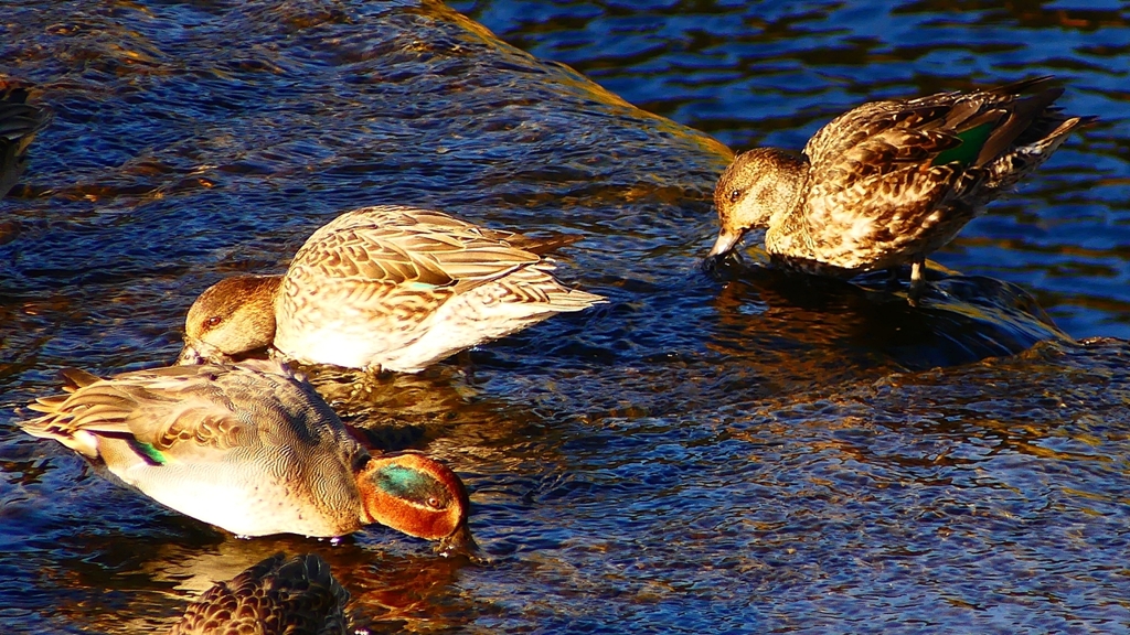 P2400210：コガモ