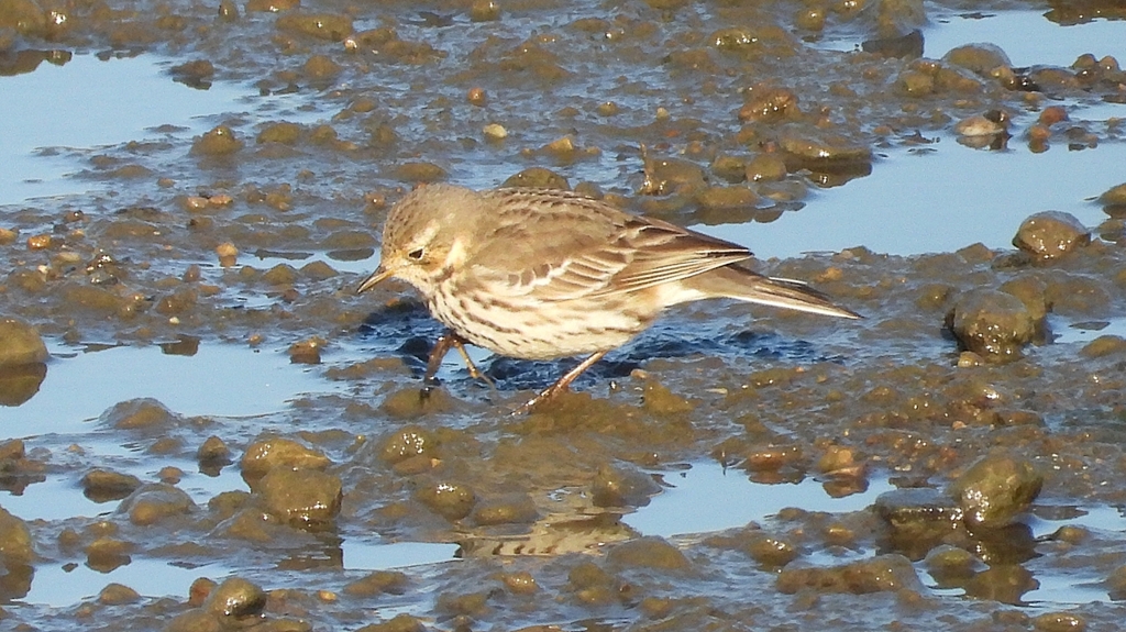 DSCN6442：タヒバリ