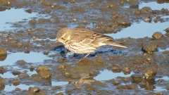 DSCN6442：タヒバリ