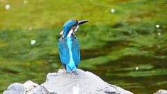 P2280319:カワセミ(オス) P2280319:カワセミ(オス)