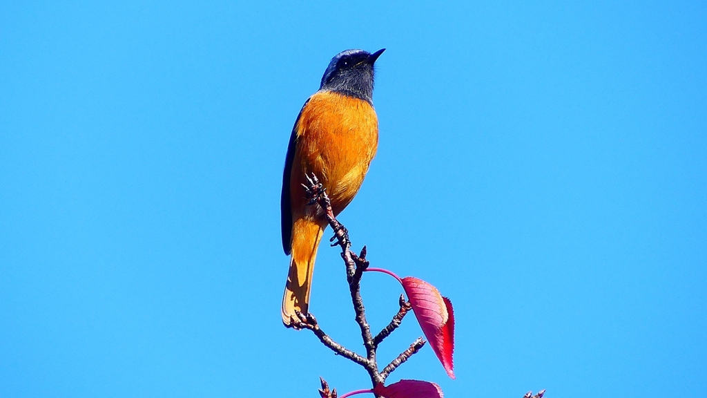 P2360186：ジョウビタキ（オス）