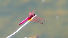 P2270104:ベニトンボ(オス) P2270104:ベニトンボ(オス)