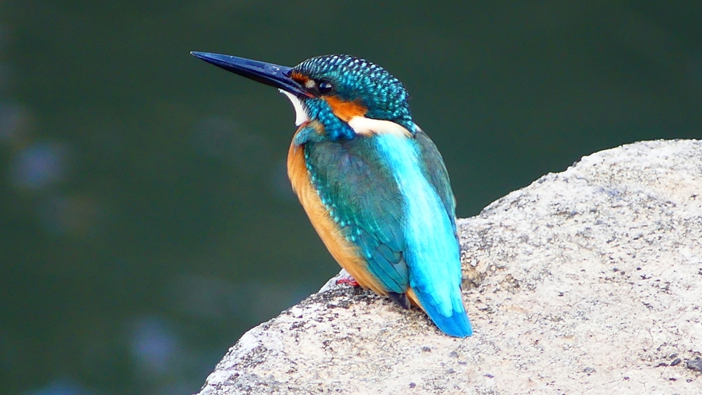 P2410079：カワセミ（オス）