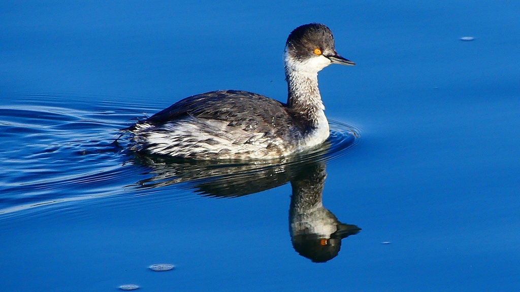 P2370165：ハジロカイツブリ