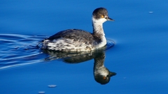 P2370165：ハジロカイツブリ