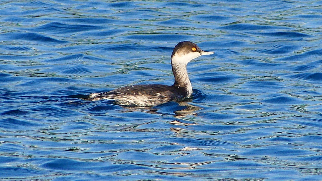 P2370264：ハジロカイツブリ