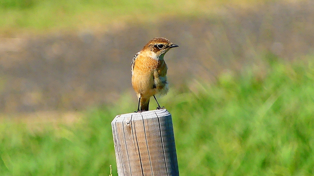 P2310783：ノビタキ