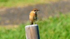 P2310783：ノビタキ