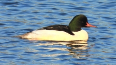 DSCN6335：カワアイサ