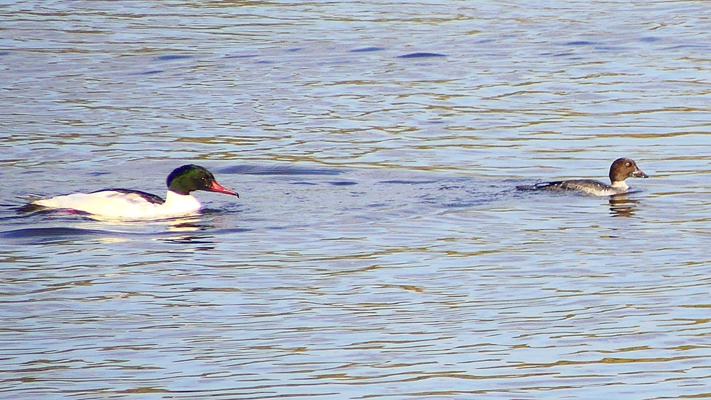 P2410368：カワアイサ、ホオジロガモ