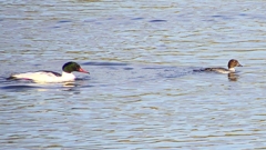 P2410368：カワアイサ、ホオジロガモ