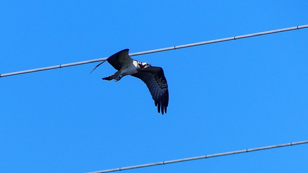 P2270445：飛ぶミサゴ