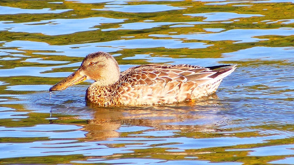 P2370469：ハシビロガモ（メス）