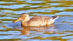 P2370469：ハシビロガモ（メス）