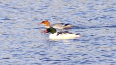 P2410322：カワアイサ