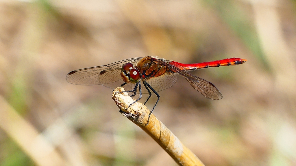 P2330493：アキアカネ（オス）