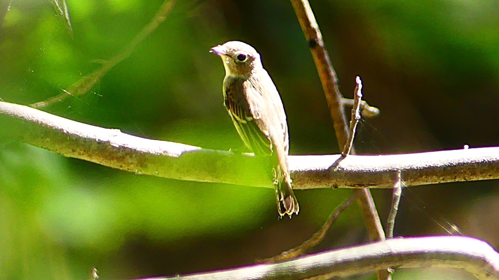 P2300032：コサメビタキ