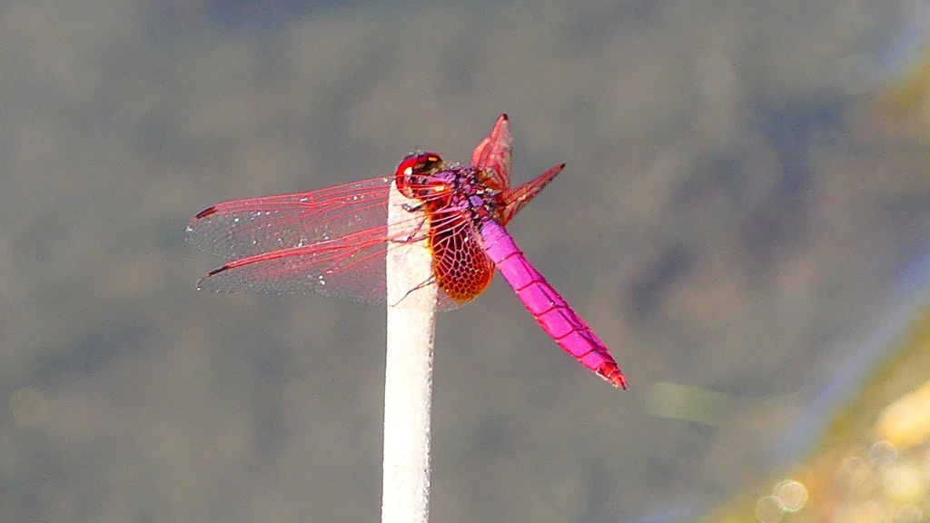 P2270136：ベニトンボ（オス）