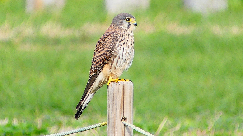 P2340393：チョウゲンボウ