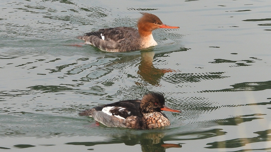 DSCN7254：ウミアイサ