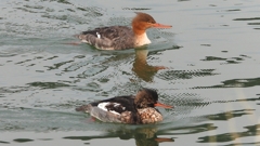 DSCN7254：ウミアイサ