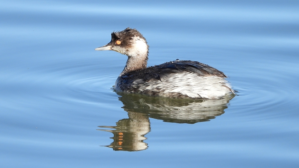 DSCN4962：ハジロカイツブリ