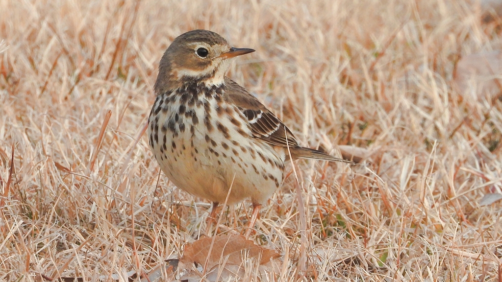 DSCN7610：タヒバリ