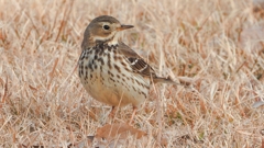 DSCN7610：タヒバリ