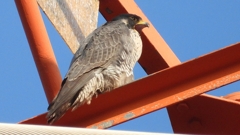 DSCN3798：ハヤブサ