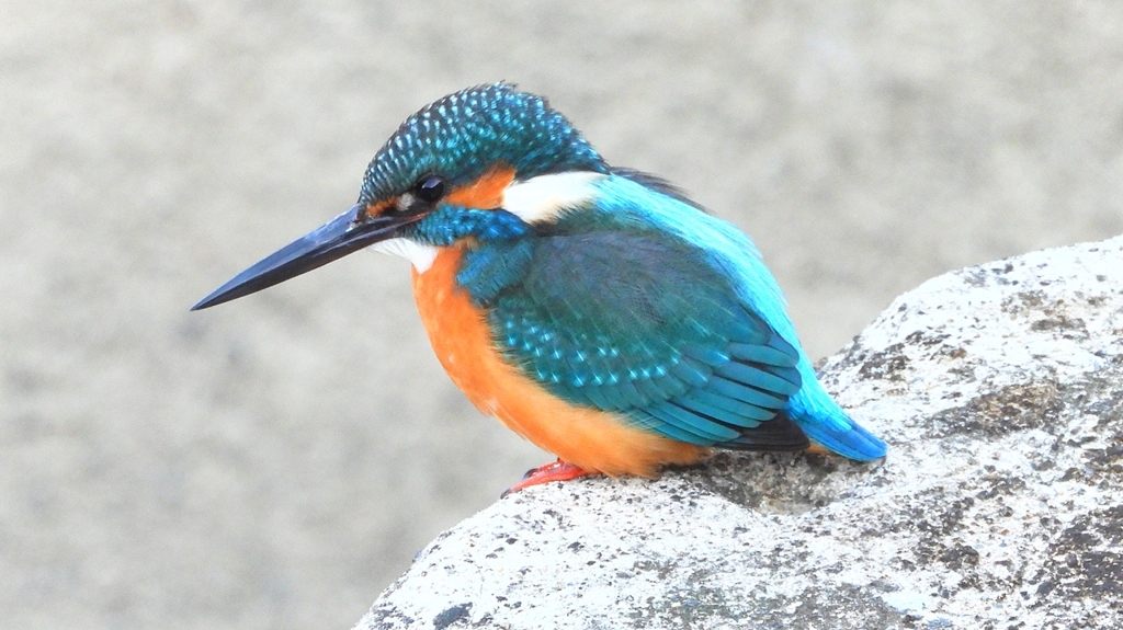 DSCN6386：カワセミ（オス）