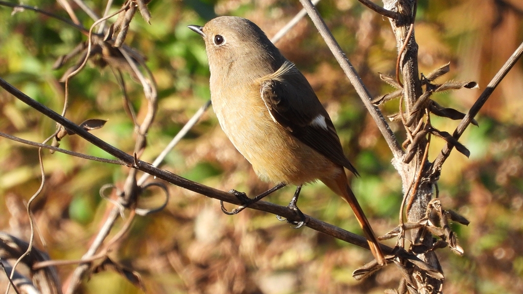 DSCN5452：ジョウビタキ（メス）